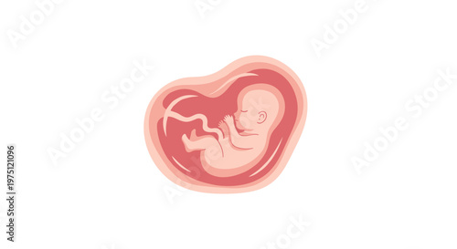 Minimalist stylized illustration of a developing human fetus curled inside a warm red womb with a visible umbilical cord on a plain white background.