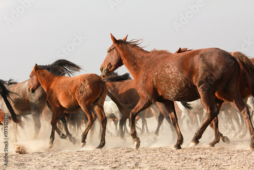 Close-up image of wild horses galloping in the dust.