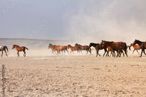 Wild horse herd running in dust across barren steppe