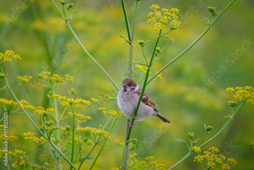 A close-up portrait of a juvenile Tree sparrow (Passer montanus) perched on a slender green plant stem. The fledgling is captured against a soft, lush green background on a warm summer evening.