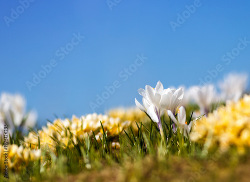 Delicate white and yellow flowers snowdrops crocuses grow in a spring sunny g...