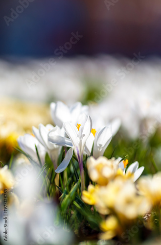 postcard with delicate white and yellow flowers snowdrops crocuses growing in...