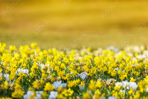 Many yellow daffodils and white crocus flowers grow in a spring sunny park