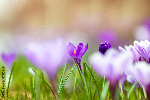 Many lilac crocus flowers grow in a spring sunny park