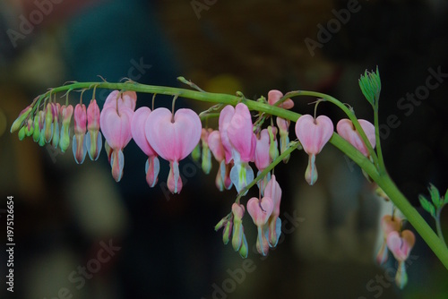 Zierpflanze Tränendes Herz mit Bokeheffekt