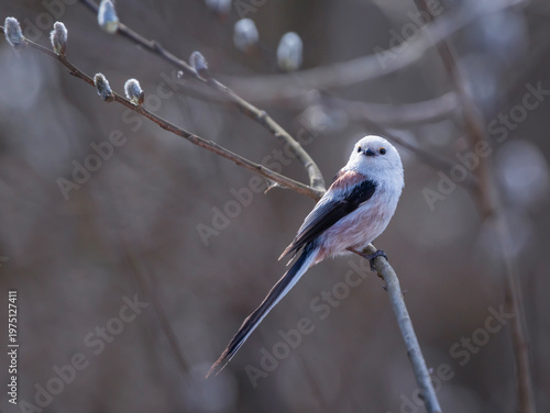 long-tailed tit bird sits on willow branches with fluffy white buds in a sunn...