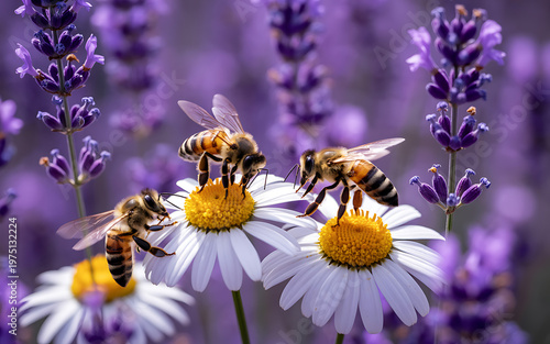 honey bees collecting nectar on white daisies with purple lavender flowers