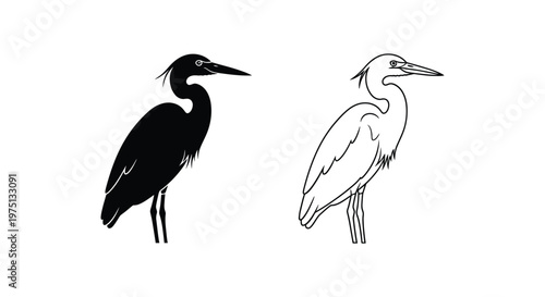 Black and White Heron Birds Illustration Vector