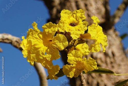 Golden trumpet flowers, with scientific name Handroanthus chrysotrichus in bright yellow blossoms stands against deep blue sky