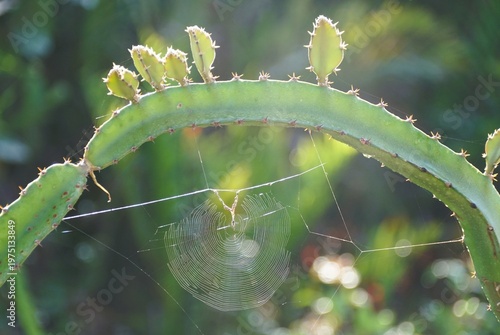 A delicate circular spider web hangs from a curved green cactus stem covered in spines, illuminated by bright sunlight