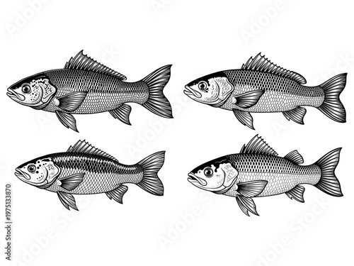 Clear details of fish vector