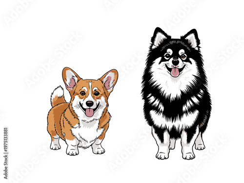 Dogs corgi and spitz big vector