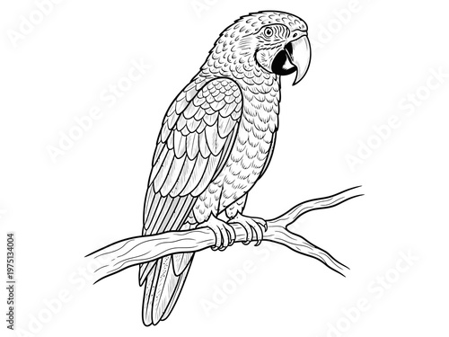 Parrot on Tree branch vector
