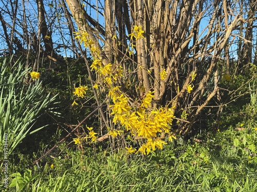 Die ersten Forsythien blühen im Frühling an einem sonnigen Standort