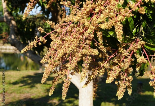 Small yellow mango flowers on reddish stems hang from branches overlooking grass, trees, and water in an outdoor setting.