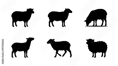 Sheep silhouette vector set, 6 farm animal icons in black, livestock and lamb profile graphics for agricultural branding and logos
