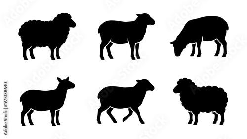 Sheep silhouette vector set, 6 farm animal icons in black, woolly lamb and ewe livestock collection, agricultural farm animal graphics
