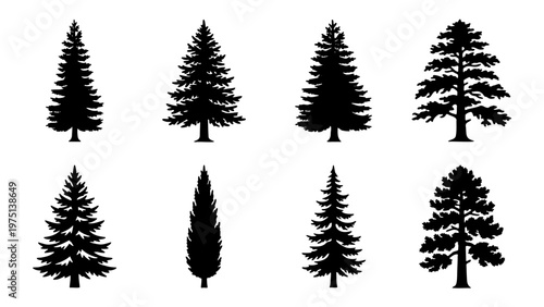Pine tree silhouette collection, set of 8 evergreen conifer vectors, black spruce and fir tree icons for forest landscape design and outdoor branding
