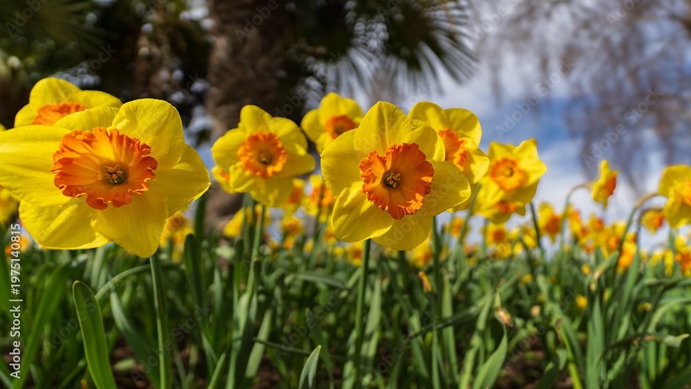 Fototapeta premium Yellow daffodils in sunlight with selective focus and soft spring background