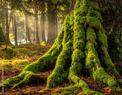 A vibrant shot of a tree base covered in bright green moss, with light filtering through a lush forest background