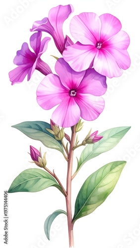 A vibrant watercolor-style botanical illustration depicts a stem with blooms and foliage in shades of pink and green, isolated on white