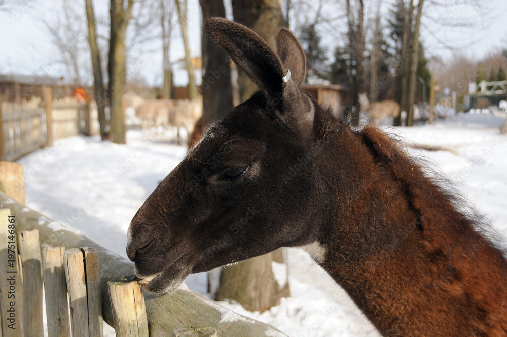 Obraz premium llama (Lama glama) is a South American camelid, widely used as a meat and pack animal by Andean cultures since pre-Hispanic times.