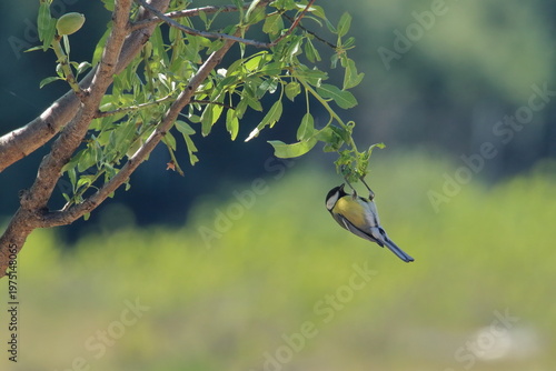 Great tit hanging from a leafy almond tree branch in soft natural light