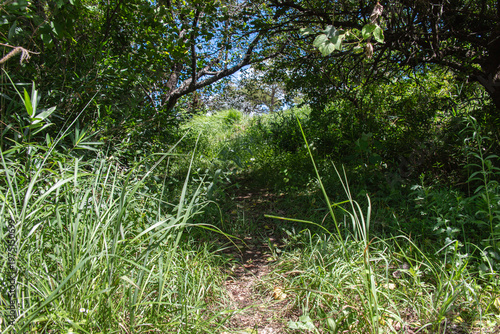 Shaded narrow path leading through thick wild vegetation and trees, with sunlight filtering through the foliage in a lush natural setting.