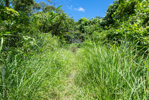 Narrow grassy trail winding through dense tropical vegetation and wild greenery, captured on a sunny day with vibrant foliage and clear sky.