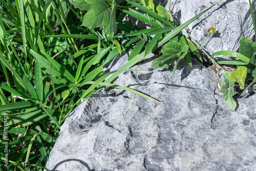Close-up of wild green leaves and long grass spreading over textured gray stone in bright sunlight, showing natural contrast outdoors.