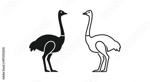 Emus and Ostriches: Flightless Bird Comparison Vector
