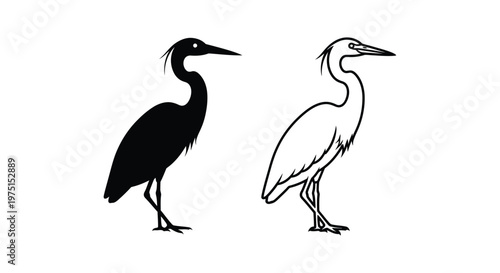 Black and White Wading Birds Illustration Guide Vector