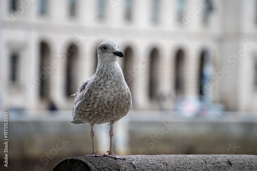 Fotografi Juvenile seagull stands on a stone ledge