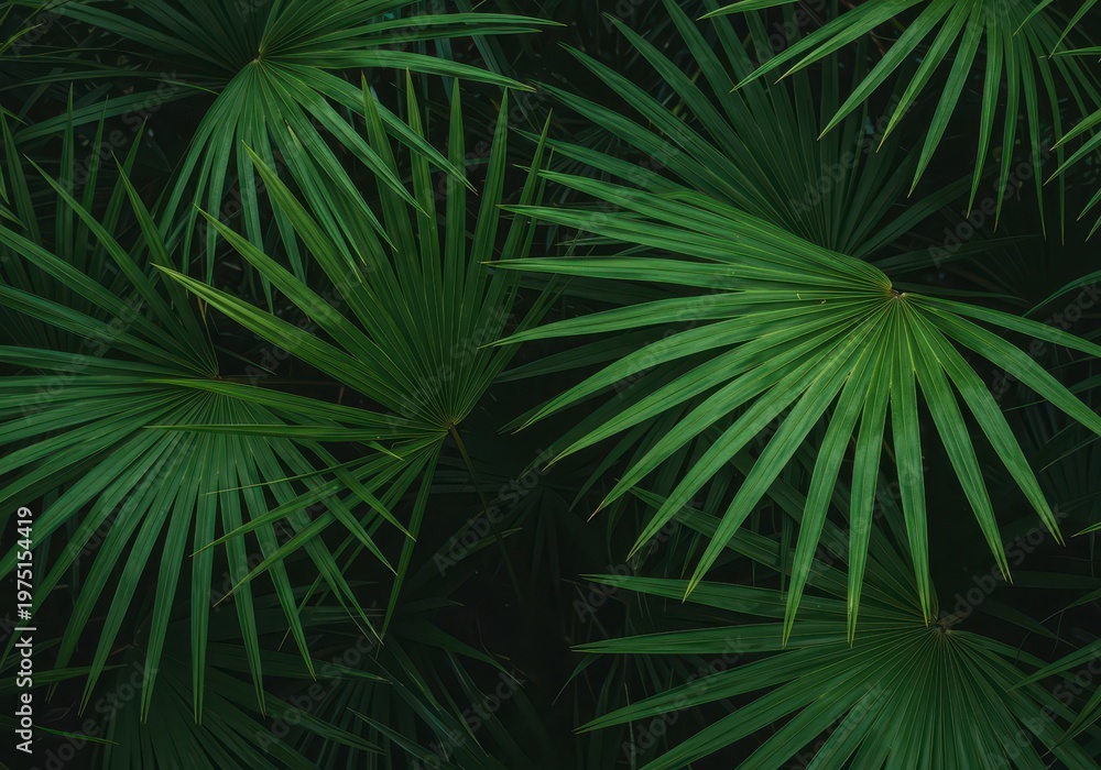 Fototapeta premium Lush vibrant green tropical palm leaves forming a dense natural background texture suitable for design or overlay projects, nature, palm, frond