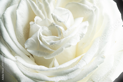 white rose close up