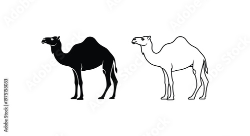 Camel Types: Dromedary vs Bactrian Camels Vector