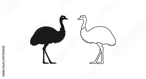 Emus vs Ostriches: Key Differences Explained Vector