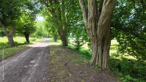 Avenue with old gnarled trees in the countryside