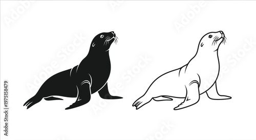 Sea Lions vs Seals: Key Differences Vector