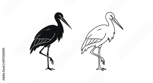 Black and White Wading Birds Illustration Guide Vector