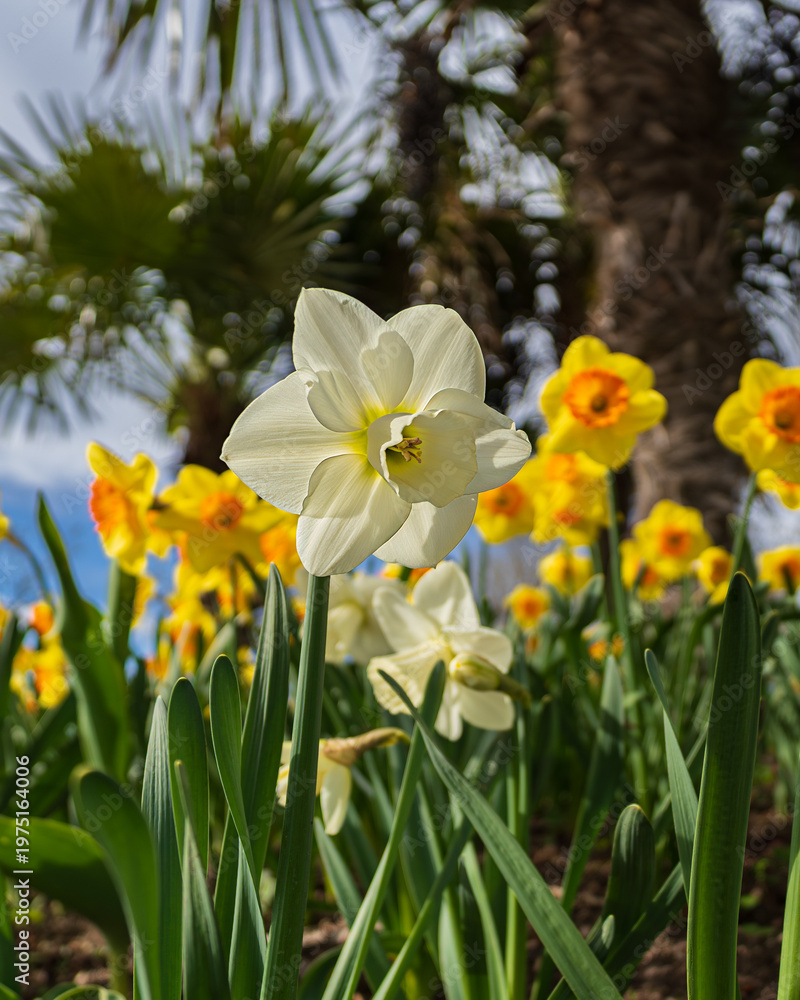 Obraz premium White daffodil flower in sunlight with yellow blossoms and palm trees in background