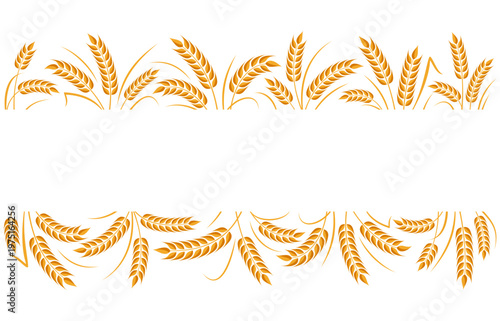 Ear of wheat and wheat grain. Organic wheat, bread agriculture and natural eat, barley, rye, millet, rice. Agricultural background template  with empty space for text. Vector illustration	