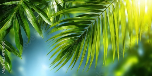 Green tropical palm leaves with sunlight shining through against a soft blurred blue and green background