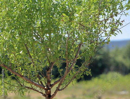 oung almond tree with green almonds in sunlit rural orchard