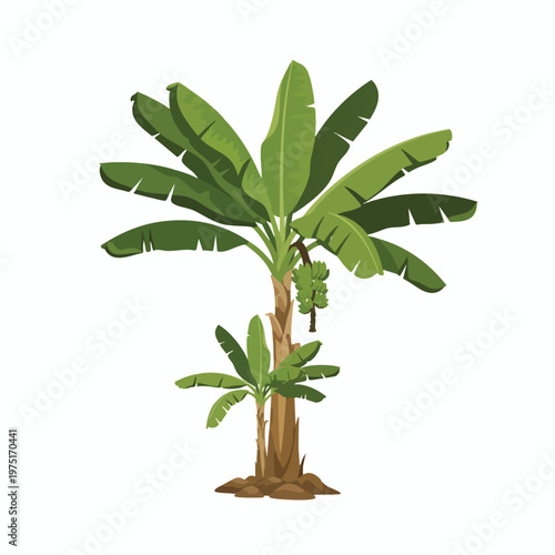 Tall banana plant with younger shoot, bearing green fruit bunch