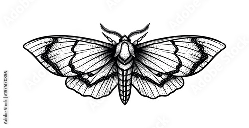 A symmetrical moth with slightly curved wings forming a soft arc, rendered in engraved linework and dot pattern texture, black and white illustration, vintage