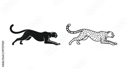 Big Cats: Cheetah vs Leopard Comparison Vector