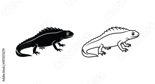 Black and White Newt Amphibian Illustration Guide Vector