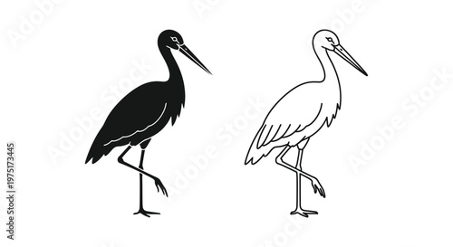 Black and White Wading Birds Illustration Guide Vector