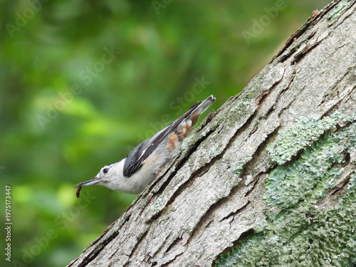 Tablou pe pânză A hungry, white-breasted nuthatch caught an insect to eat